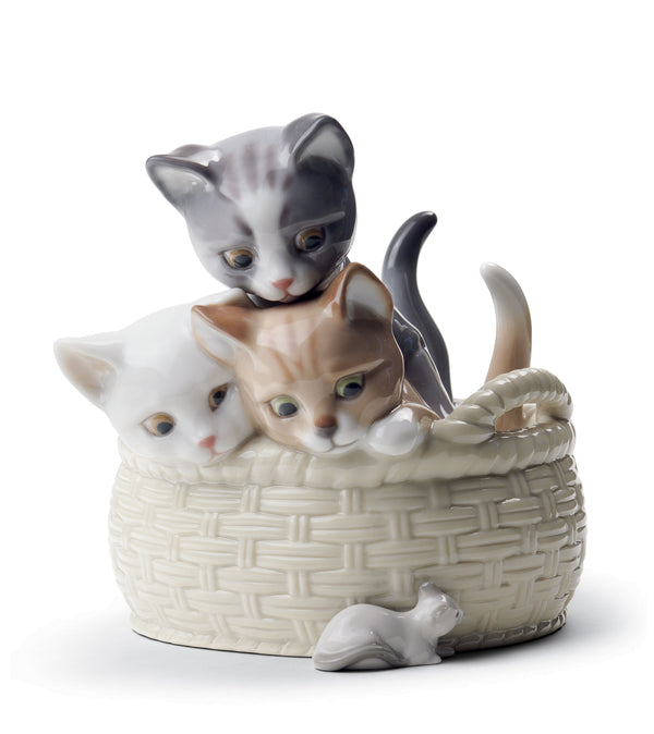 Curious Kittens