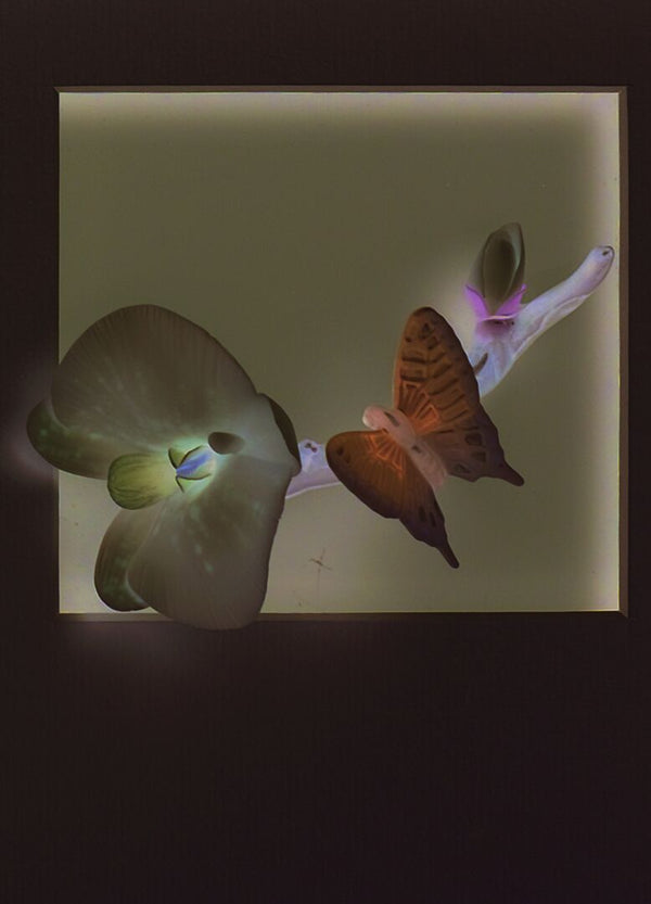 Natural Orchids Wall Art