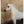 Load image into Gallery viewer, Arabian Pure Breed Limited Edition
