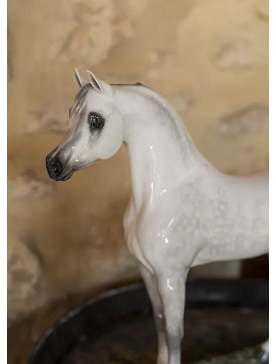 Arabian Pure Breed Limited Edition