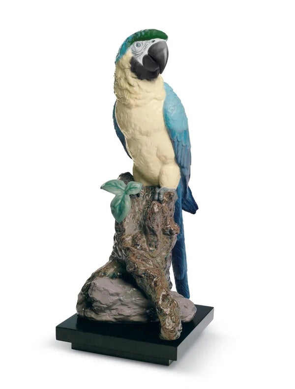 Macaw Bird