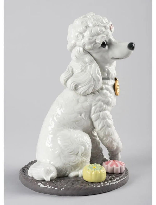 Poodle with Mochis Dog