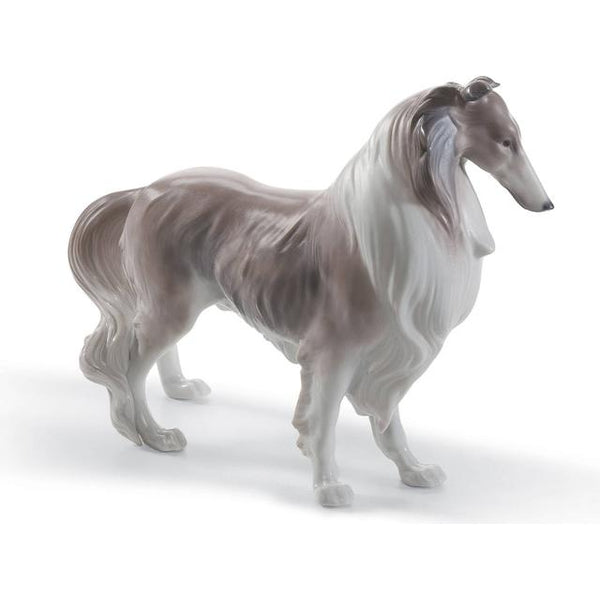 Shetland Sheepdog