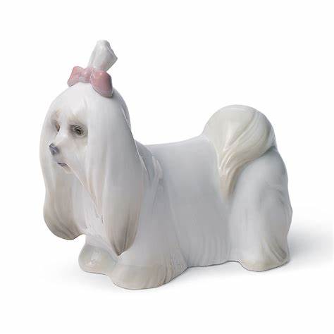 Maltese