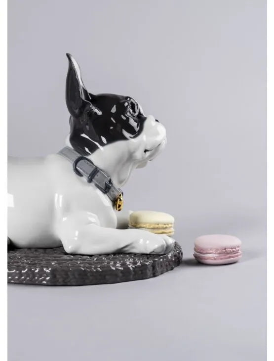 French Bulldog with Macarons