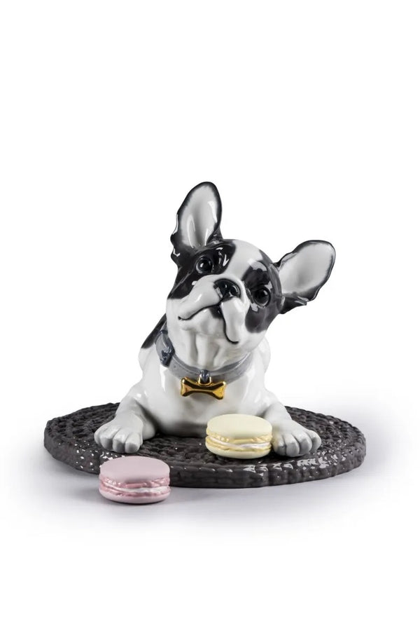 French Bulldog with Macarons