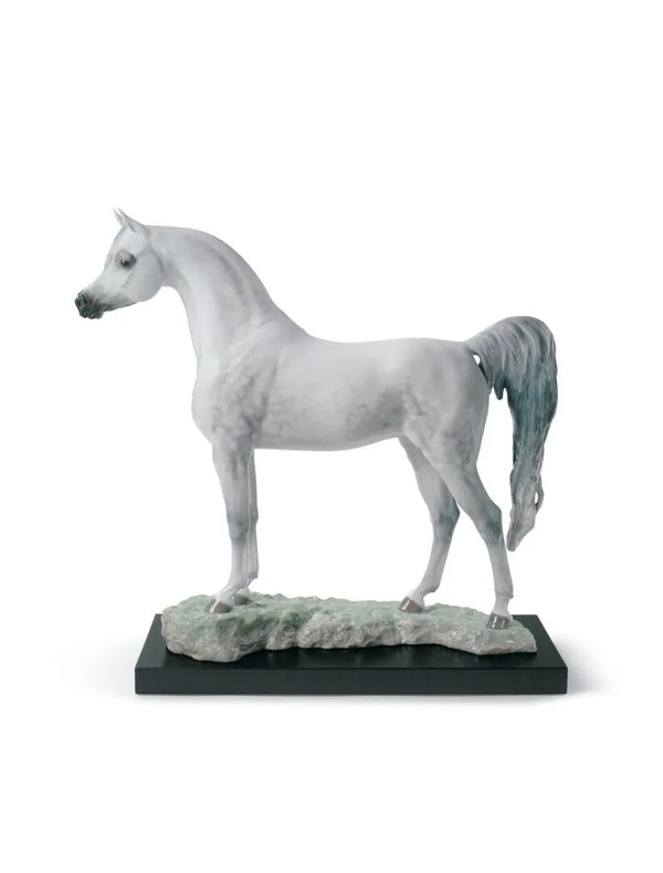 Arabian Pure Breed Limited Edition