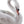 Load image into Gallery viewer, Elegant Swan
