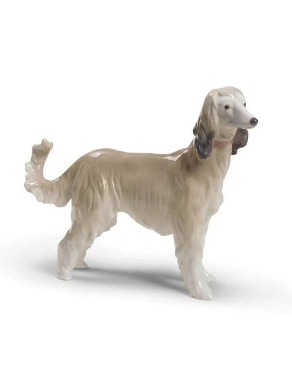 Afghan Hound