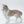 Load image into Gallery viewer, Shetland Sheepdog
