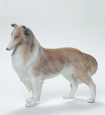 Shetland Sheepdog