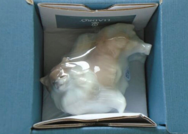 Pomeranian