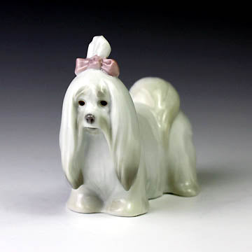 Maltese