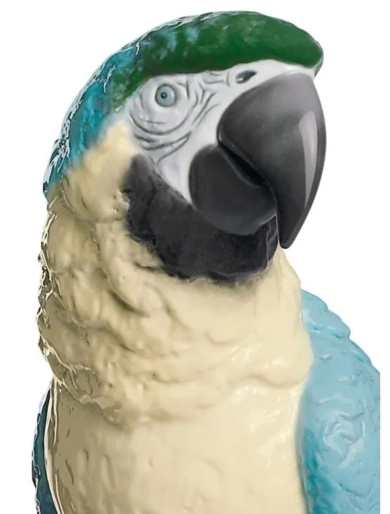 Macaw Bird