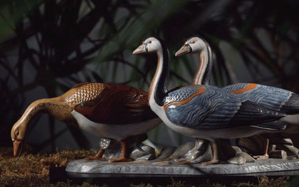 Egyptian Geese